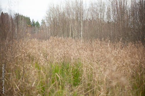 Grasses in swamp. Autumn plants in forest. Details of nature.