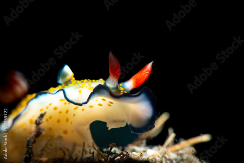 A nudibranch crawling on the sub-straight photo