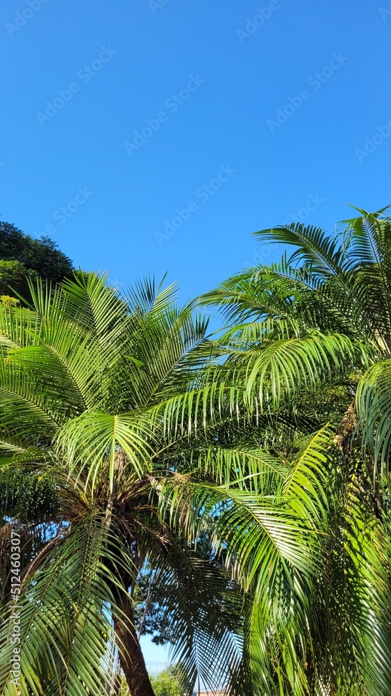 Obraz premium coconut tree