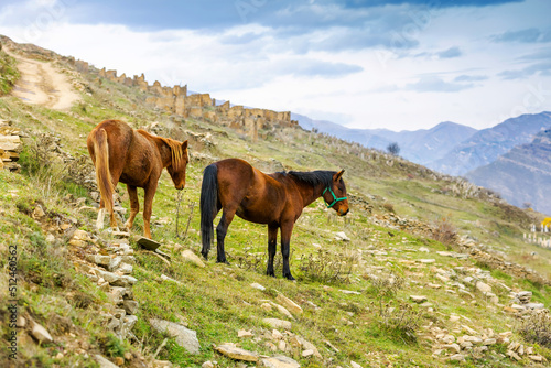 Horses in Dagestan, Russia. A herd in the mountains. Bay horse with a colt on green hills