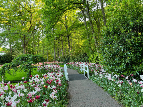 Fototapeta Naklejka Na Ścianę i Meble -  Park with beautiful flowers and bridge over canal. Spring season