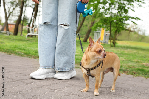 Owner walking with her chihuahua dog in park, closeup