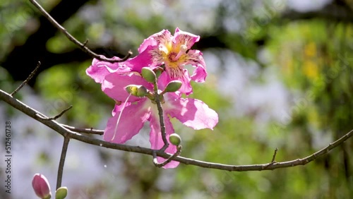 Pink flowers of Ceiba speciosa or Chorisia speciosa in the wind with pollinating bees in selective focus and blurred background inFine details. Tropical forest in details. Video 4K photo