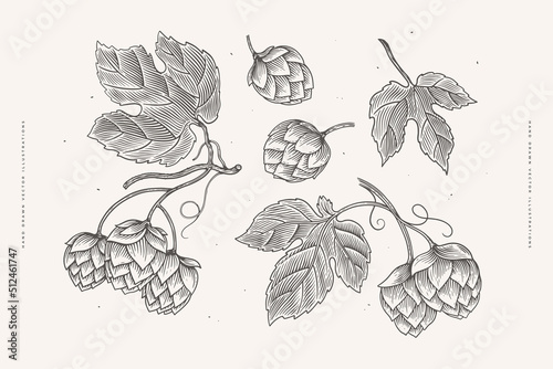 Hop branches, cones, leaves, hand-drawn. Botanical design element for labels, emblems, beer packaging. Concept of organic products. Vector vintage illustration on light isolated background.