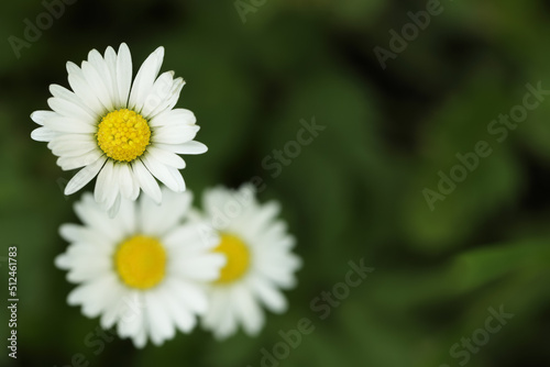 Fototapeta Naklejka Na Ścianę i Meble -  Beautiful tender daisy flowers growing outdoors, closeup. Space for text