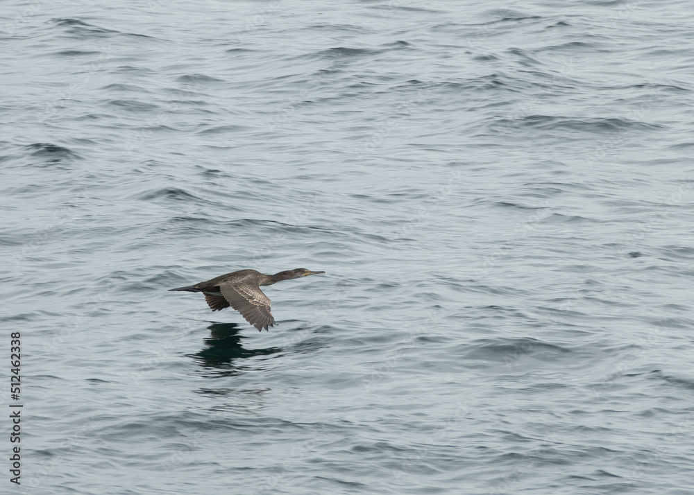 cormorant flying over the sea phalacrocorax carbo cormorant flying over the sea phalacrocorax carbo