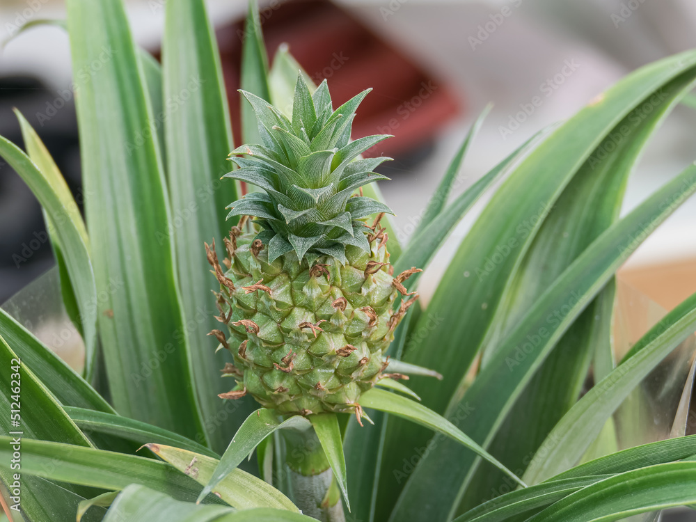 pineapple champaca ornamental plant indoor pineapple champaca ornamental plant indoor