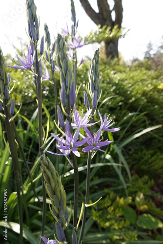 Great Camas (Camassia leichtlinii) is a stunning and iconic native food with a sweet, edible bulb and blue-purple flowers. photo