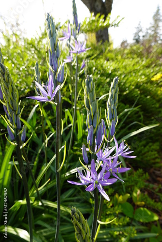 Great Camas  Camassia leichtlinii   is a perennial herb that grows from an edible bulb.