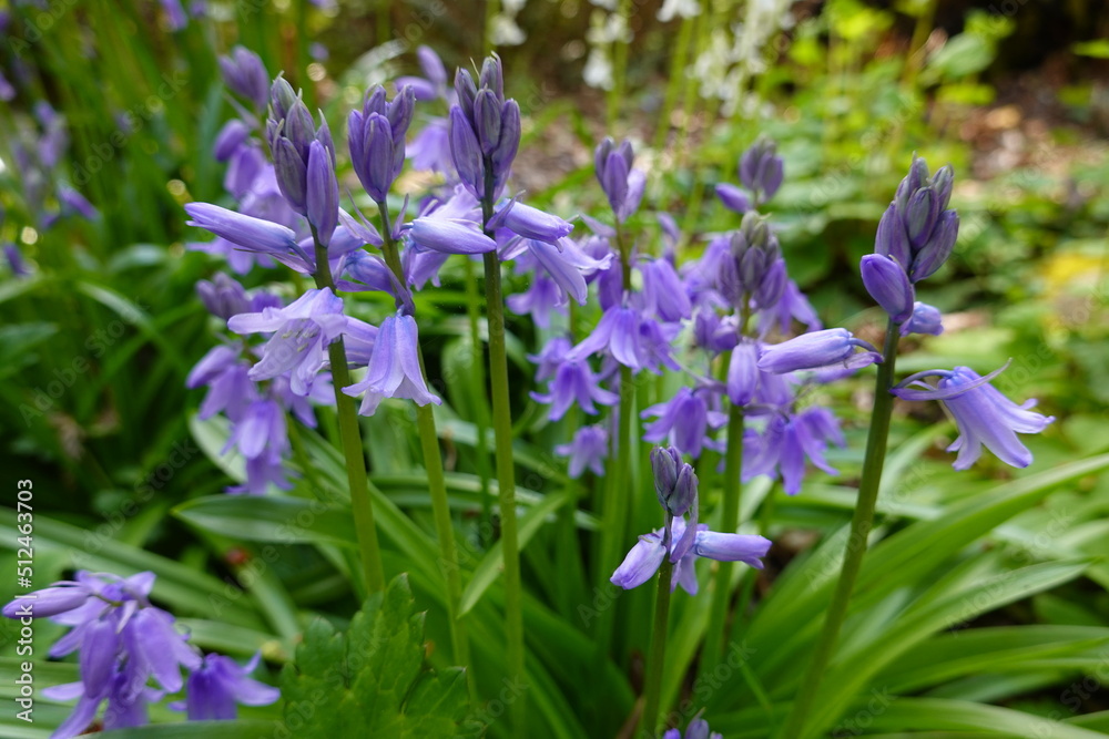 Spanish Bluebells is a shade-tolerant plant that bears spikes of lightly fragrant, porcelain blue, bell-shaped flowers toward the end of the bulb season. Spanish Bluebells is a shade-tolerant plant that bears spikes of lightly fragrant, porcelain blue, bell-shaped flowers toward the end of the bulb season.
