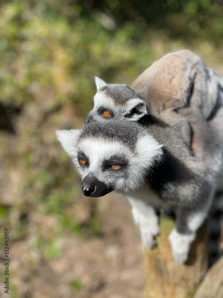 ring lemur ring lemur