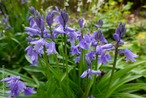 Spanish Bluebells is a shade-tolerant plant that bears spikes of lightly fragrant  porcelain blue  bell-shaped flowers toward the end of the bulb season.