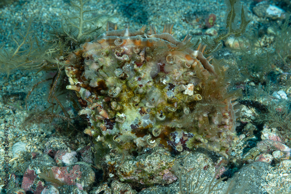 Primo piano di nacchera spinosa, Pinna rudis, con valve aperte Primo piano di nacchera spinosa, Pinna rudis, con valve aperte