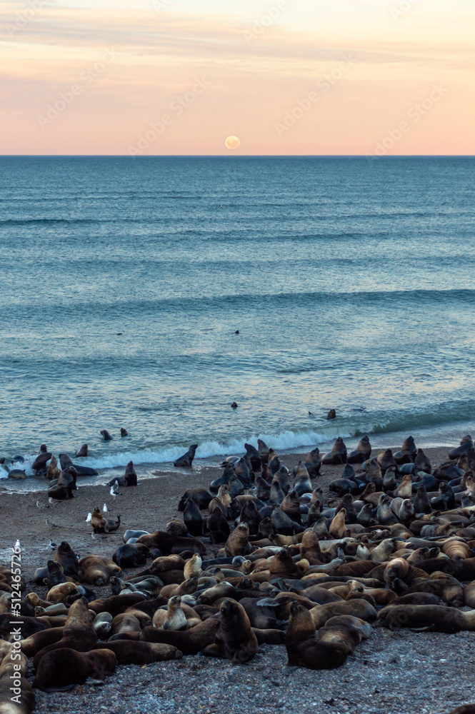 Red moon over the horizon of the sea at sunset and sea lions on the coast. Argentina. Vertical