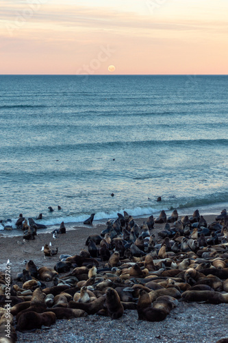 Obraz na płótnie Red moon over the horizon of the sea at sunset and sea lions on the coast. Argentina. Vertical w salonie