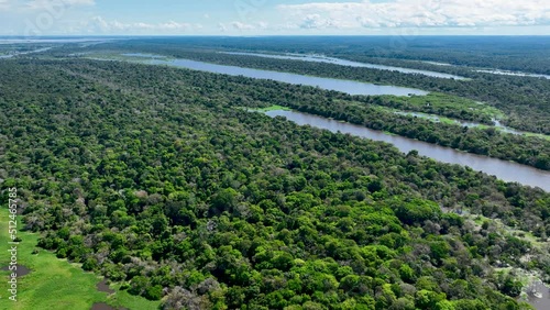 Nature tropical Amazon forest at Amazonas Brazil. Mangrove forest. Mangrove trees. Amazon rainforest nature landscape. Amazon igapo submerged vegetation. Floodplain forest at Amazonas Brazil. photo