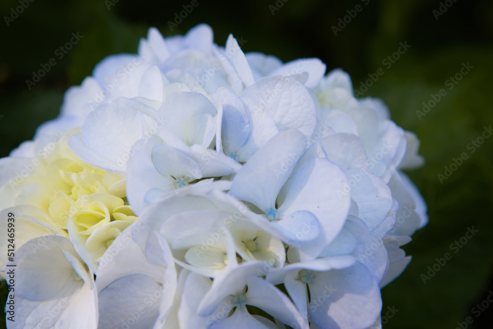 白い紫陽花 白い紫陽花
