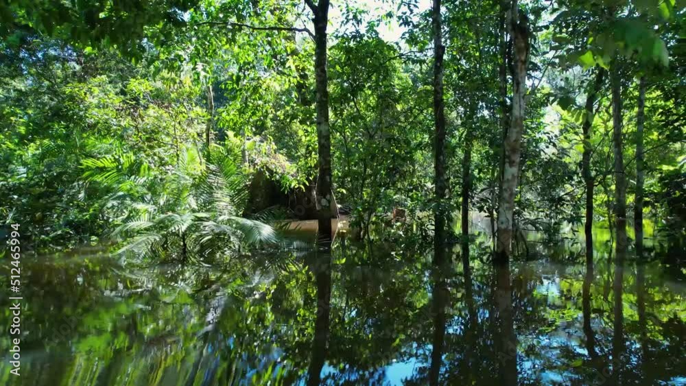 Amazon River at Amazon Rainforest. The biggest tropical rainforest of world. Manaus Brazil. Amazonia ecosystem. Nature wild life landscape. Global warming emissions reduction. Amazon river wild life. Amazon River at Amazon Rainforest. The biggest tropical rainforest of world. Manaus Brazil. Amazonia ecosystem. Nature wild life landscape. Global warming emissions reduction. Amazon river wild life.