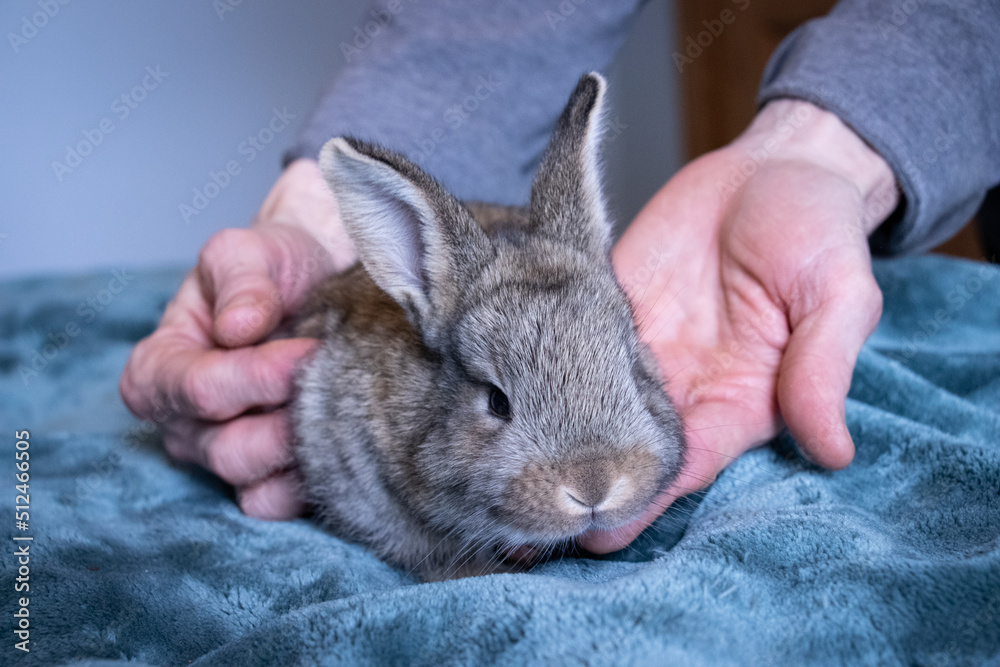 Furry Baby Brown Bunny Rabbit on A Fuzzy Blue Blanket being cuddled by a Woman's Hands Furry Baby Brown Bunny Rabbit on A Fuzzy Blue Blanket being cuddled by a Woman's Hands