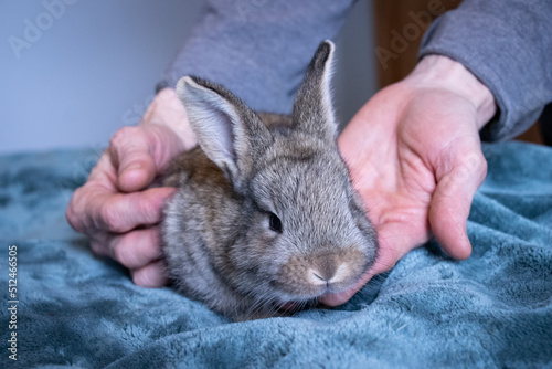Furry Baby Brown Bunny Rabbit on A Fuzzy Blue Blanket being cuddled by a Woman's Hands