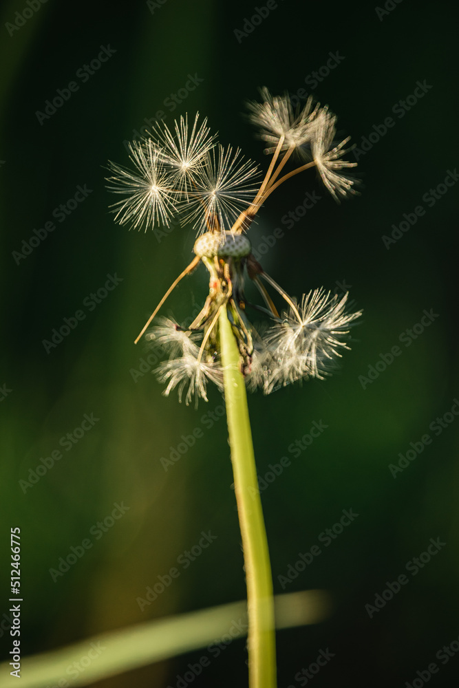 white dandelion in green grass white dandelion in green grass