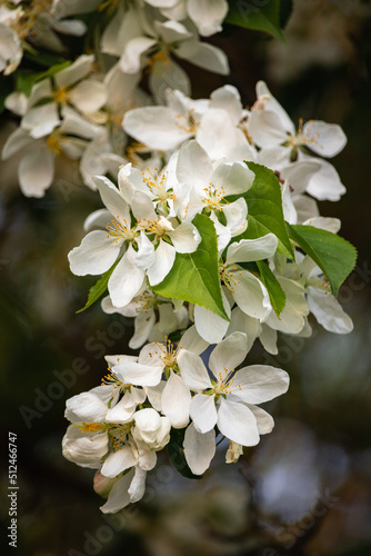 White blossom on apple tree in spring