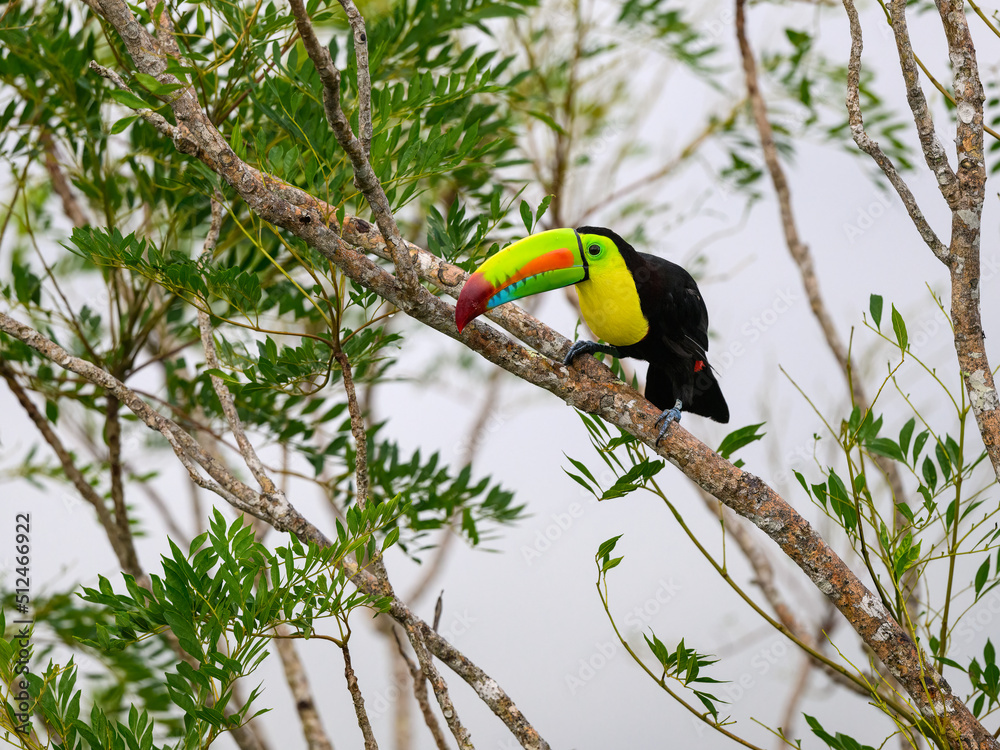 Fototapeta premium Keel-billed Toucan perched on tree branch in Panama