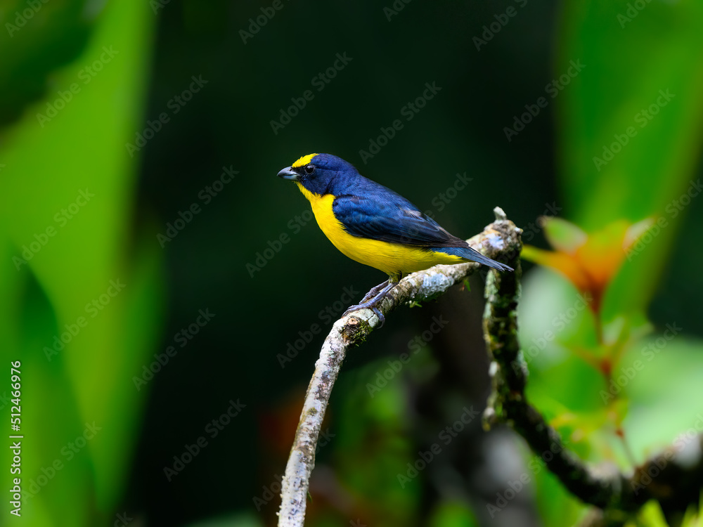 Male Thick-billed Euphonia perched on tree branch on green background
