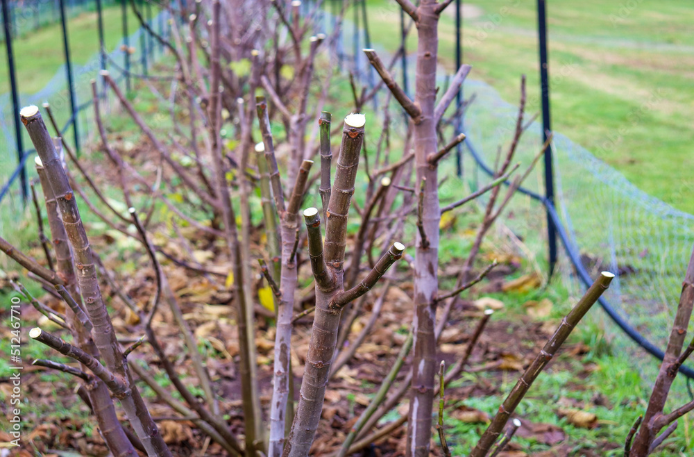 Fototapeta premium fruit trees in orchard trimmed in winter