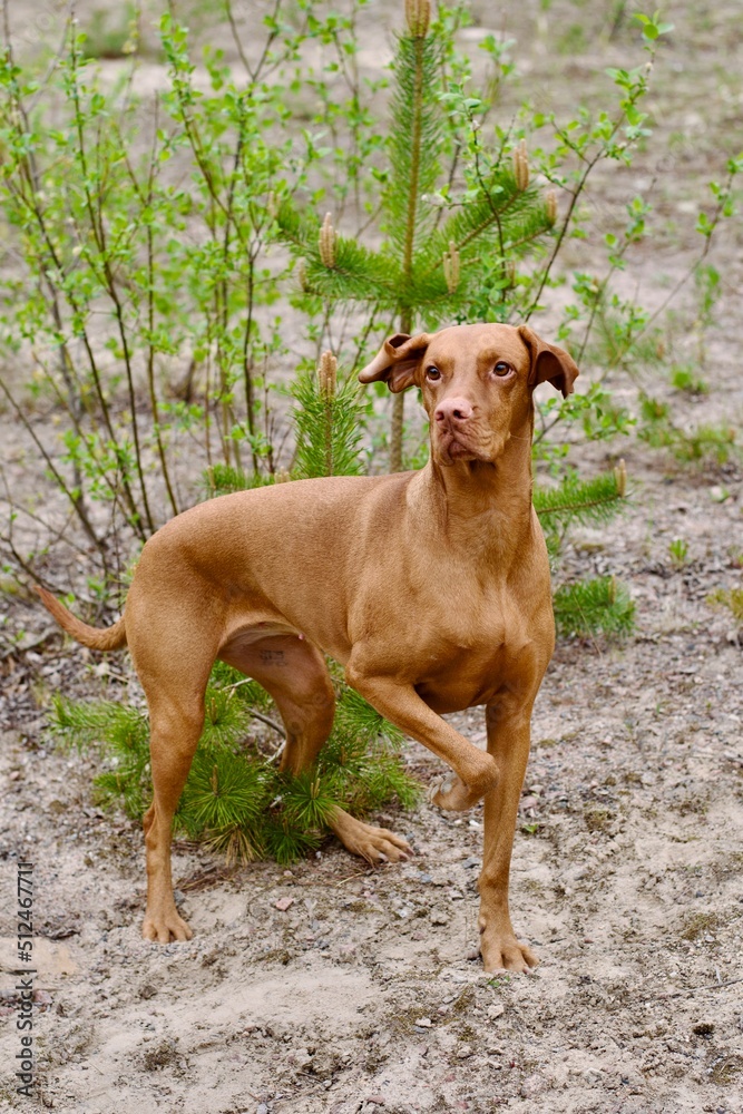 The dog is hunting. Vyzhla - dog breed. The dog is hunting. Vyzhla - dog breed.