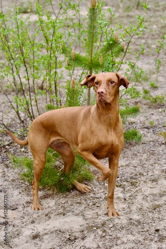 The dog is hunting. Vyzhla - dog breed.