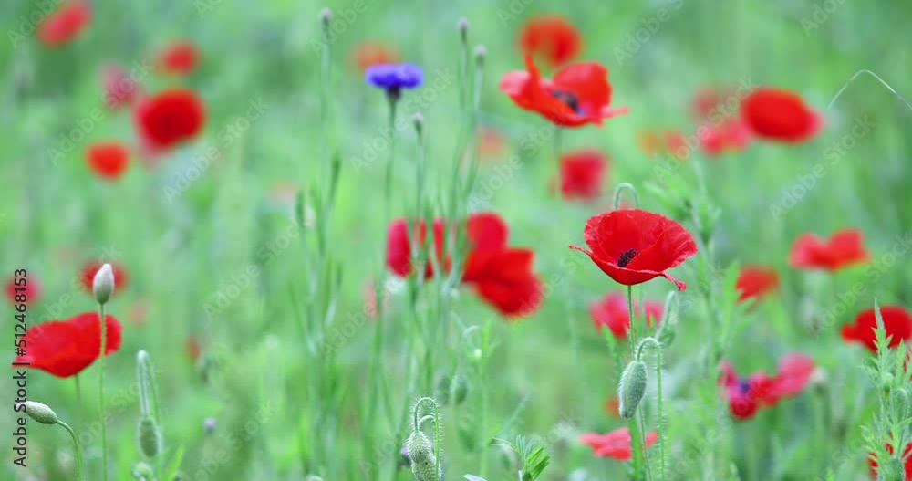 poppy flower swaying in the wind poppy flower swaying in the wind