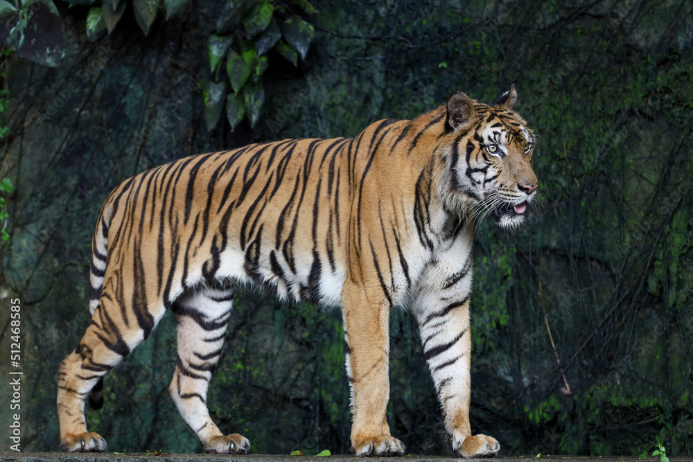 Close up Indochinese tiger is beautiful animal and dangerous in forest Close up Indochinese tiger is beautiful animal and dangerous in forest