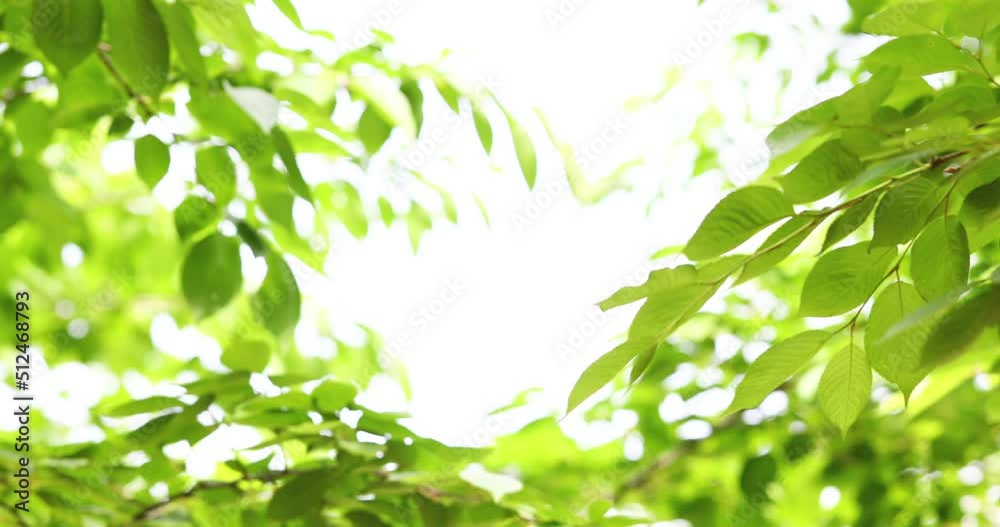 branches swaying in the wind branches swaying in the wind