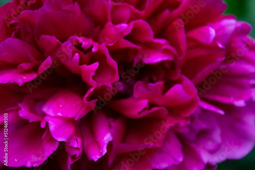 close up of pink hydrangea flower
