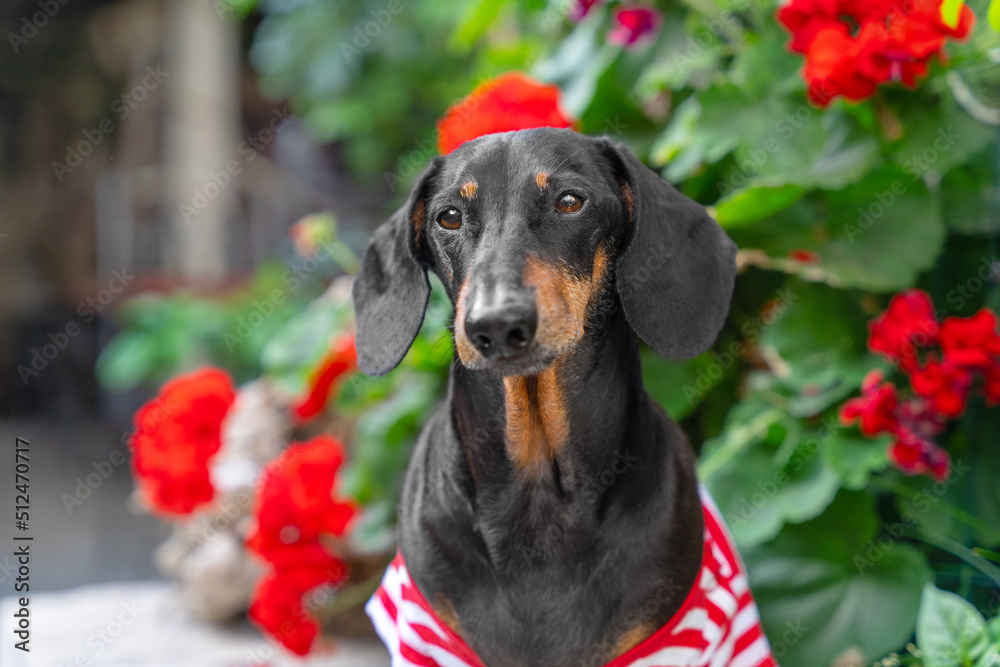 Portrait of adorable dachshund dog wearing striped t-shirt, who obediently sits with attentive gaze against the background of shrub with beautiful red flowers, front view.