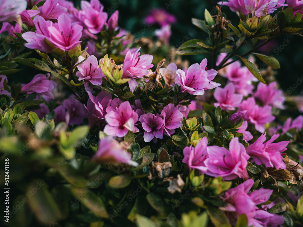 Azalea flowers Azalea flowers