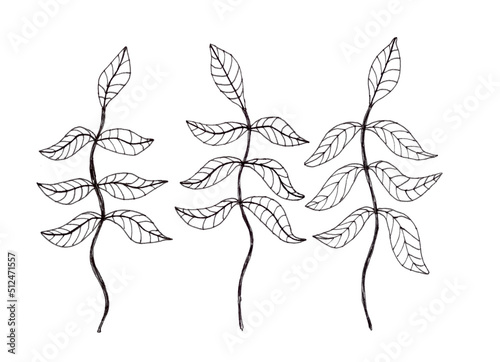 Set of vine plants