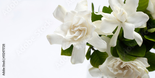 Cape jasmine or garden gardenia  gerdenia flower