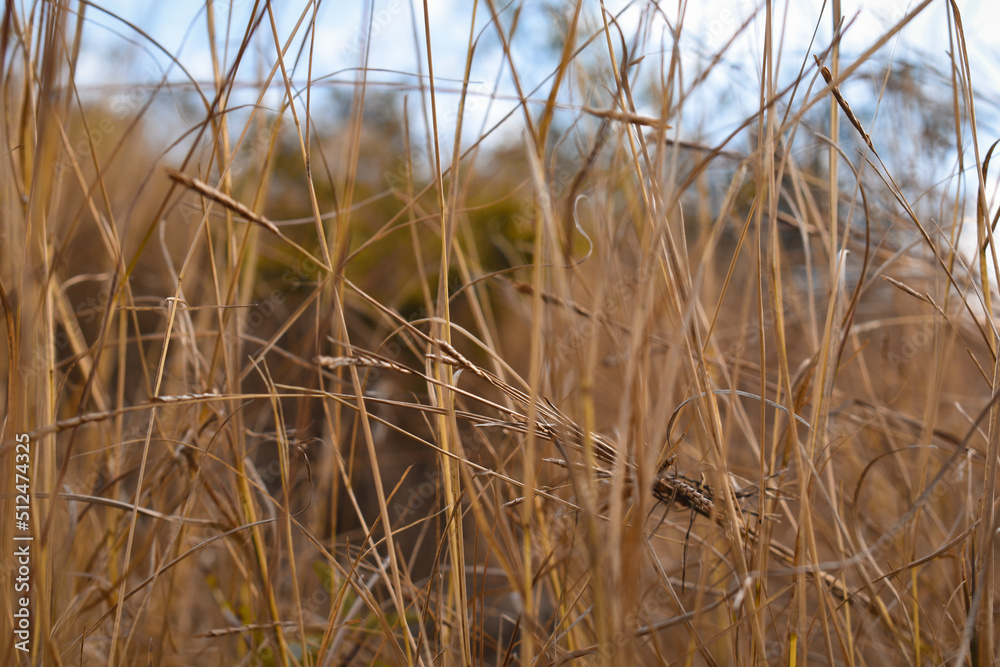 Closeup of orange dry grass in summer season Closeup of orange dry grass in summer season