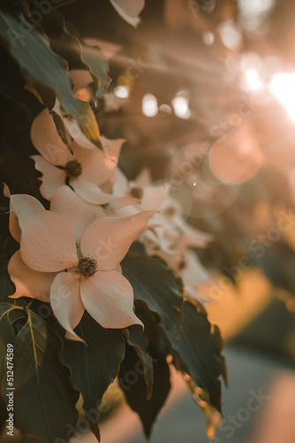 Flores sumergidas a la luz solar  photo