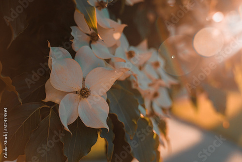 white flower during summer