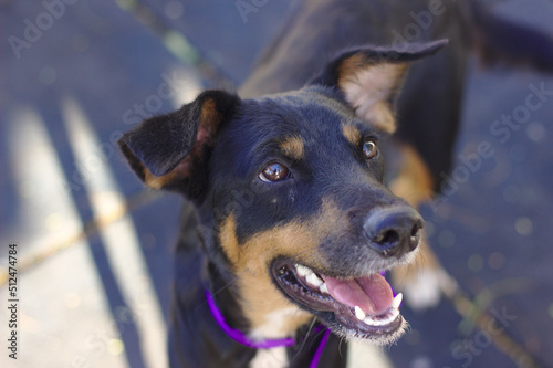 Fotografi Perro Mestizo B1