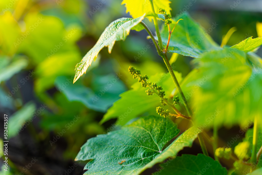 Green small unripe grapes close-up at sunset Green small unripe grapes close-up at sunset
