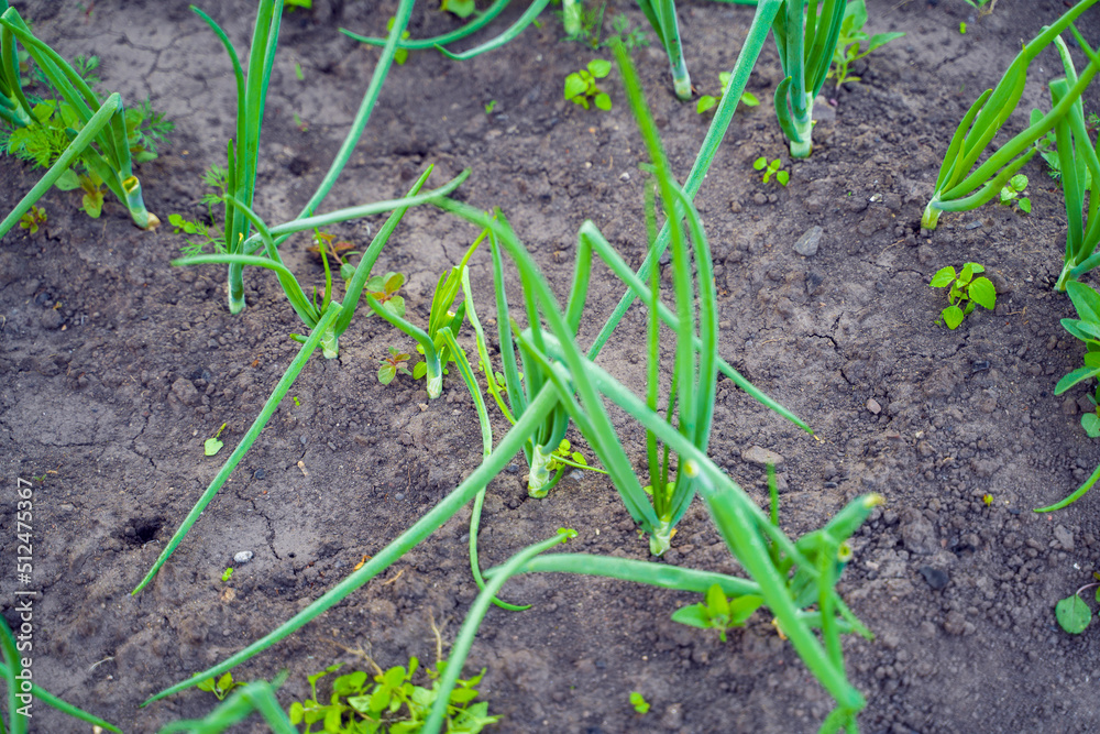 Green onions overgrown with weeds in the bed of a home garden close-up Green onions overgrown with weeds in the bed of a home garden close-up