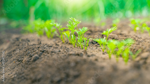 Garden bed with growing young carrots close-up