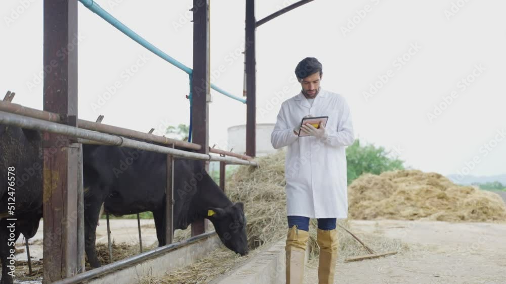 Attractive young Caucasian man veterinary working outdoors in cowshed. Attractive young Caucasian man veterinary working outdoors in cowshed.