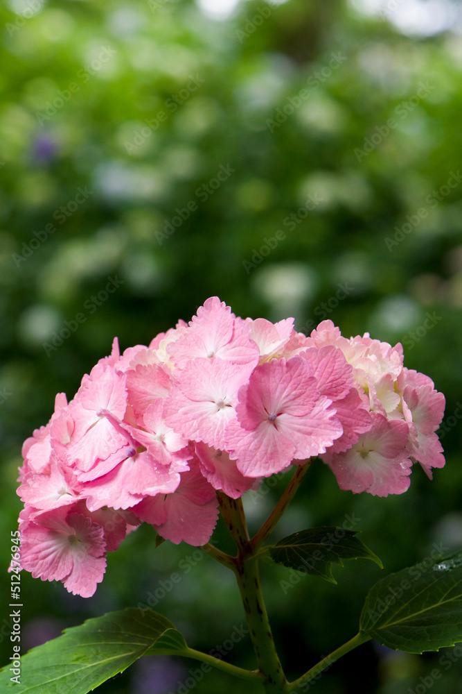 Fototapeta premium 紫陽花