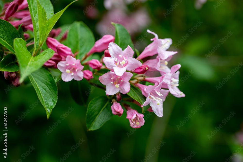 Obraz premium Azalea flower in spring