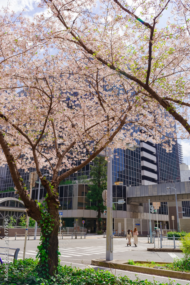 大阪梅田・春、横断歩道を渡る歩行者と桜の咲く風景 大阪梅田・春、横断歩道を渡る歩行者と桜の咲く風景
